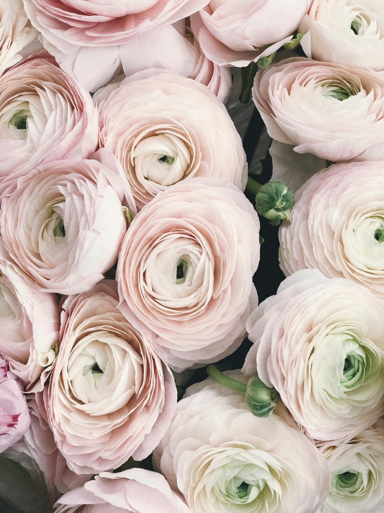 Photo of Ranunculus