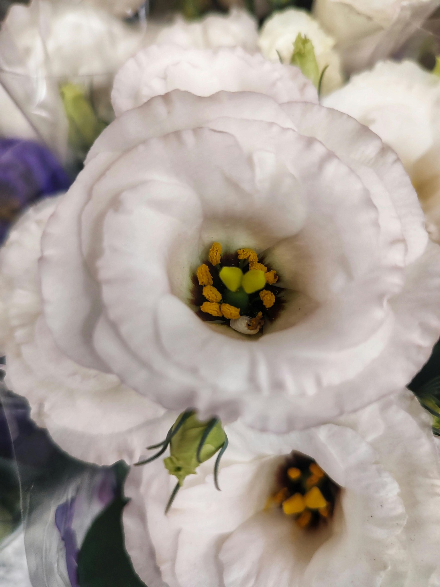 Photo of Lisianthus