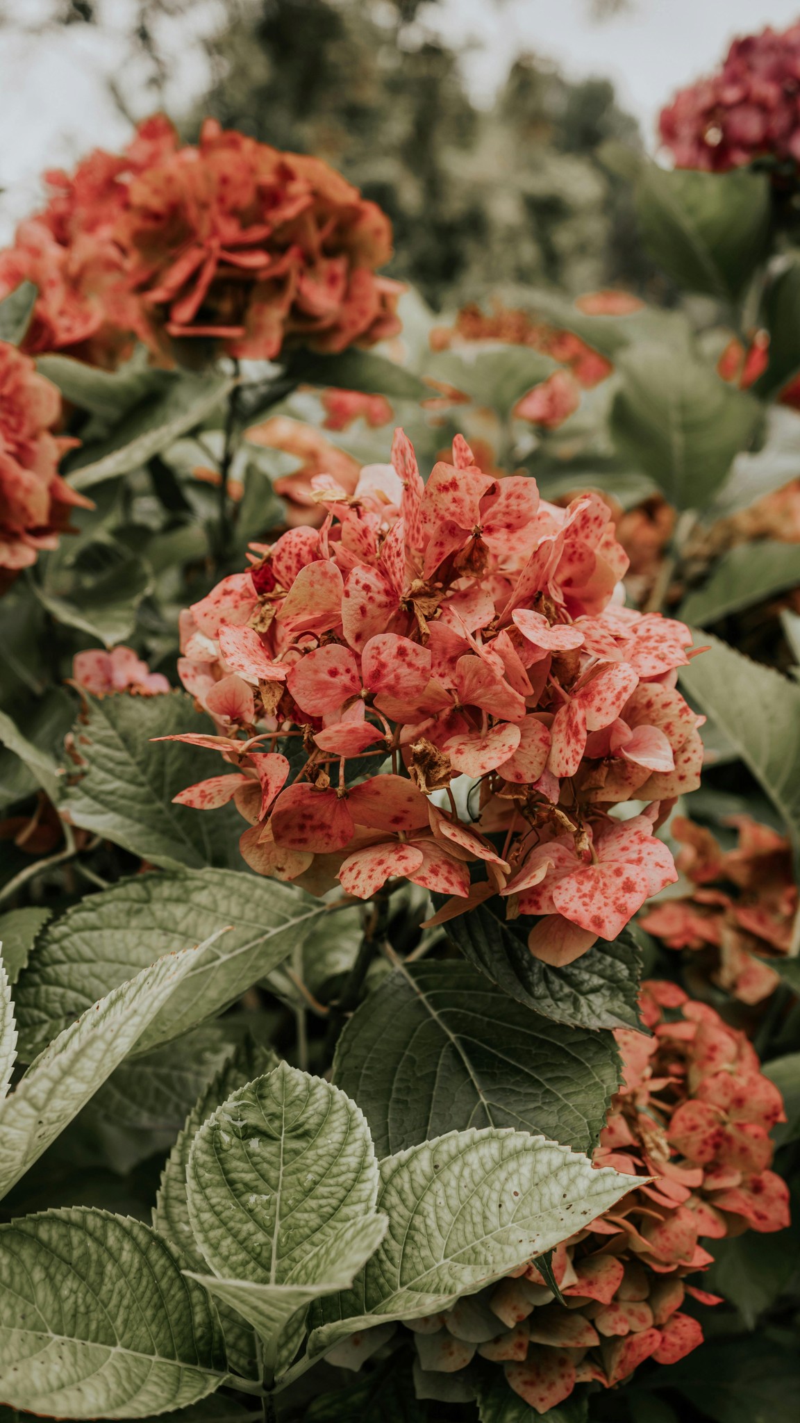 Photo of Hydrangeas